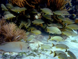 Under Sea aquarium