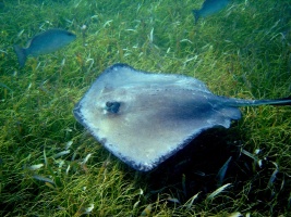 Close Encounter