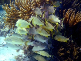Under Sea School