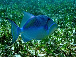 the Blues'-Fish