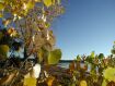 Fall Colors