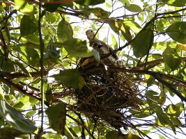 Dove's New baby!